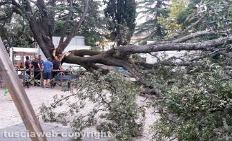 Vetralla - Albero caduto alla Villa