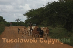 Le magrissime mucche africane