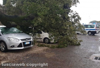 Maltempo - Viterbo - Cimitero - Crollano gli alberi sulle auto