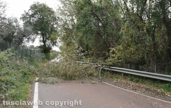 L'albero crollato su strada Piscin di Polvere