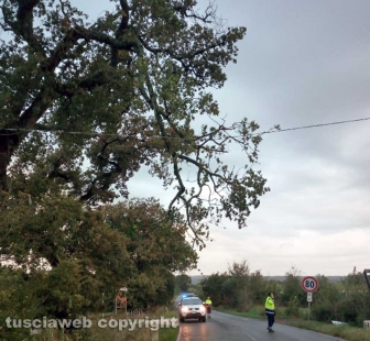 Bolsena - Ramo pericolante sulla Cassia - La protezione civile in azione