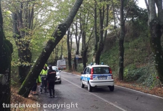 Maltempo - Montefiascone - L'albero pericolante sulla Verentana