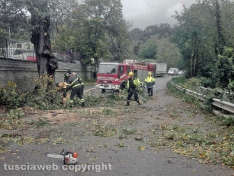 Albero caduto sulla Cassia Sud - Vigili del fuoco e protezione civile in azione
