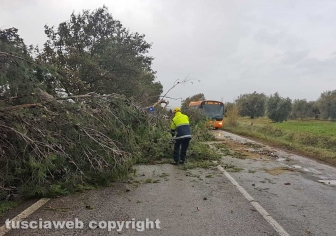 Viterbo - Albero crollato su strada Tuscanese