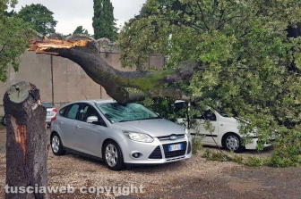 Maltempo - Viterbo - Cimitero - Crollano gli alberi sulle auto
