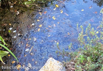 Viterbo - Degrado a pratogiardino Lucio Battisti - Il lago melmoso