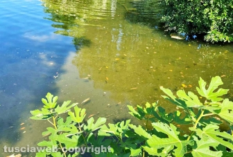 Viterbo - Degrado a pratogiardino Lucio Battisti - Il lago melmoso
