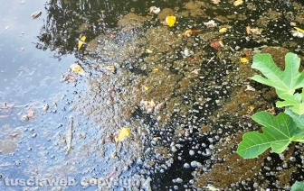 Viterbo - Degrado a pratogiardino Lucio Battisti - Il lago melmoso