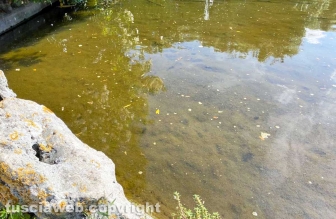 Viterbo - Degrado a pratogiardino Lucio Battisti - Il lago melmoso