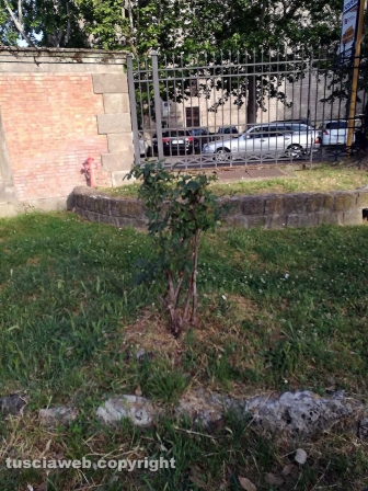 Viterbo - Degrado a pratogiardino Lucio Battisti