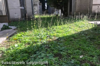 Viterbo - Degrado al cimitero di San Lazzaro