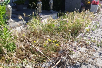 Montefiascone - Degrado al cimitero