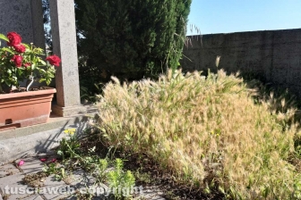 Montefiascone - Degrado al cimitero