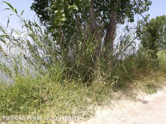 Le erbacce sul lungolago di Montefiascone