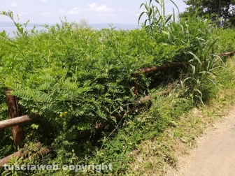 Le erbacce sul lungolago di Montefiascone