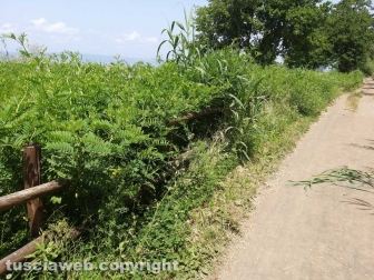 Le erbacce sul lungolago di Montefiascone