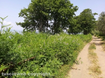 Le erbacce sul lungolago di Montefiascone