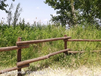 Le erbacce sul lungolago di Montefiascone