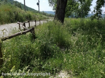 Le erbacce sul lungolago di Montefiascone