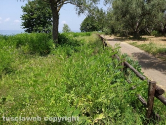 Le erbacce sul lungolago di Montefiascone