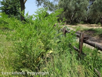 Le erbacce sul lungolago di Montefiascone