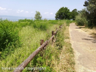 Le erbacce sul lungolago di Montefiascone