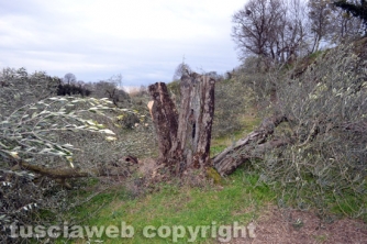 Farnese - Devastato il terreno dell\'ex sindaco  Pomarè