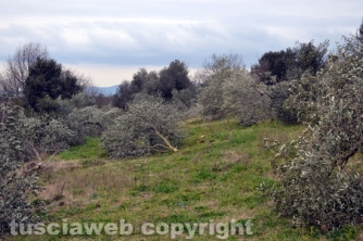 Farnese - Devastato il terreno dell\'ex sindaco  Pomarè