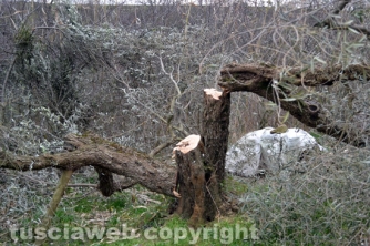 Farnese - Devastato il terreno dell\'ex sindaco  Pomarè
