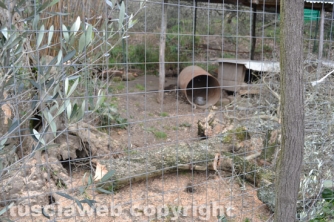 Farnese - Devastato il terreno dell\'ex sindaco  Pomarè