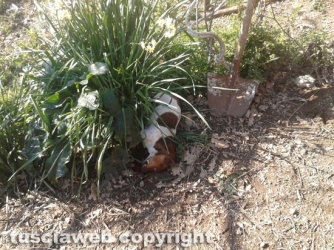 Farnese - Devastato il terreno dell\'ex sindaco  Pomarè