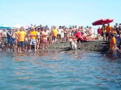 Dimostrazione in acqua dei cani bagnino del Nucs, Nucleo unità cinofile salvataggio della prociv Vulci 1 di Montalto di Castro