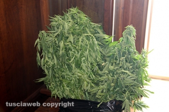 Bassano Romano - Sequestrata piantagione di droga e deposito di armi - Piante di marijuana