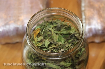 Bassano Romano - Sequestrata piantagione di droga e deposito di armi - La marijuana