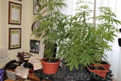 Le piante di cannabis sequestrate