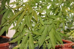 Le piante di cannabis sequestrate