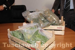 Parte della marijuana sequestrata