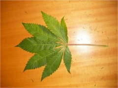 Parte della marijuana sequestrata