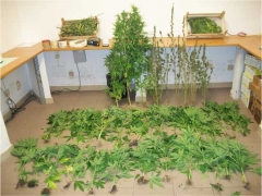 Parte della marijuana sequestrata