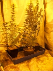 Parte della marijuana sequestrata