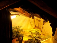 Parte della marijuana sequestrata