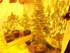 Parte della marijuana sequestrata