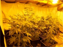 Parte della marijuana sequestrata