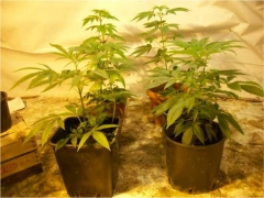 Parte della marijuana sequestrata