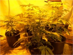 Parte della marijuana sequestrata