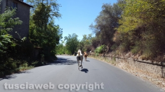Due cavalli sulla Cassia Sud