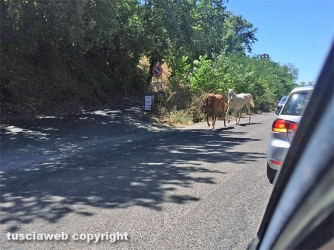 Due cavalli sulla Cassia Sud