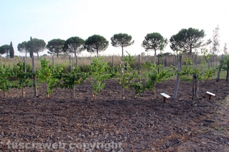 Parco termale Bagnaccio