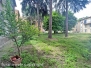Erba alta tra via del Massaro e via Pietro Vanni