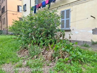 Erba alta tra via del Massaro e via Pietro Vanni